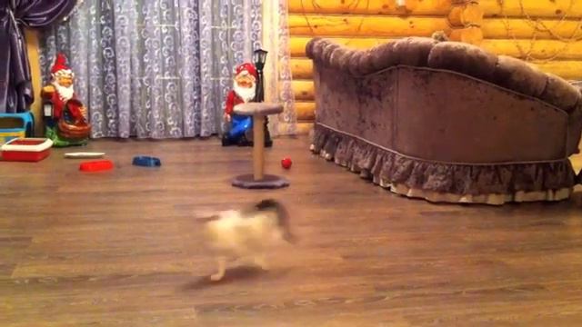 Котэ дрифтит:) смотреть онлайн