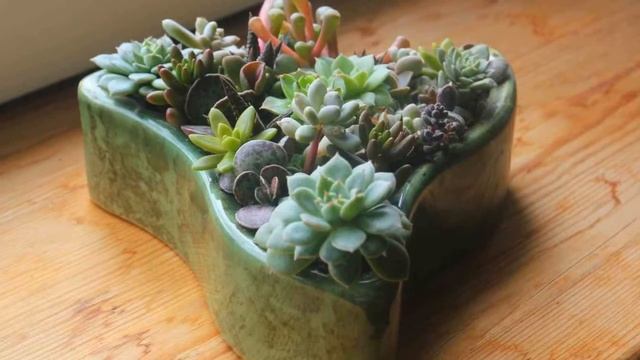Как ухаживать за суккулентами, чтобы они были самыми красивыми смотреть онлайн