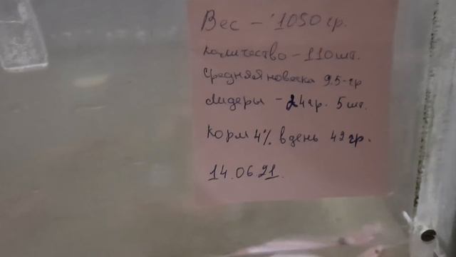Темпы роста наших Африканских кларевых самов смотреть онлайн