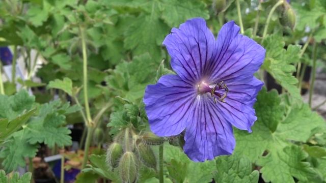 Geranium magnificum 'Anemoniflorum' čes. kakost vznešený 'Anemoniflorum' смотреть онлайн