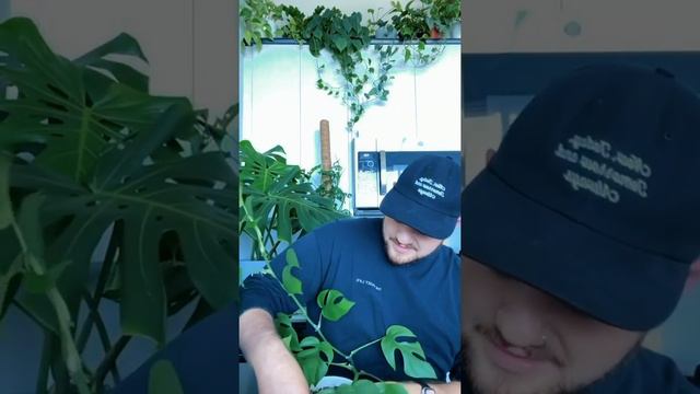 PlantTalk - Top 10 Houseplants This Summer (IGTV Aug. 7 Reupload) смотреть онлайн