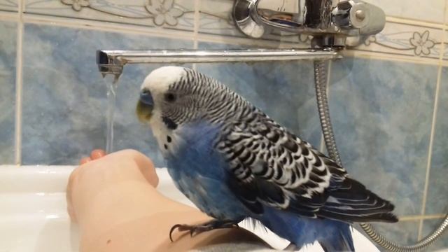 Как искупать попугая. смотреть онлайн