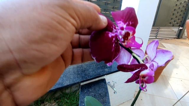 Phalaenopsis exótica смотреть онлайн