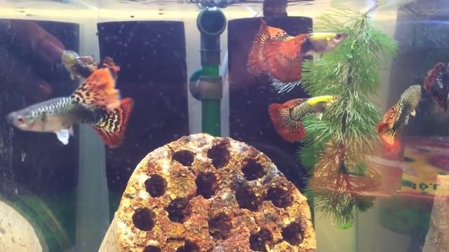 A++ Guppy Red Dragon Bds смотреть онлайн