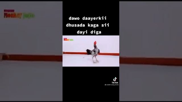 hadaan dhakhtarku ka wis wisin смотреть онлайн