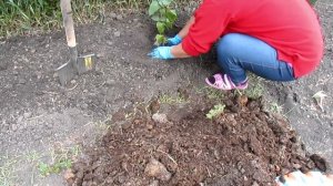 ВЫСАДКА МИРАБИЛИСА В ОТКРЫТЫЙ ГРУНТ!