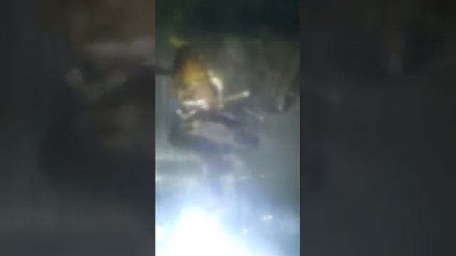 Паук-птицеед ест таракана 3 смотреть онлайн