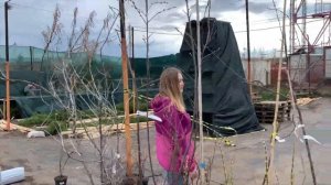 ПОКУПКА ФРУКТОВЫХ ДЕРЕВЬЕВ , ДЕКОРАТИВНЫЕ РАСТЕНИЯ ПИТОМНИК ДЕРЕВЬЕВ УФА