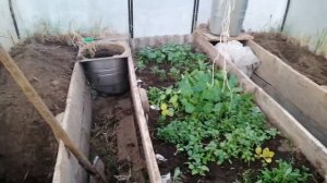 Весенние прелести. Закладка навоза в теплицу.