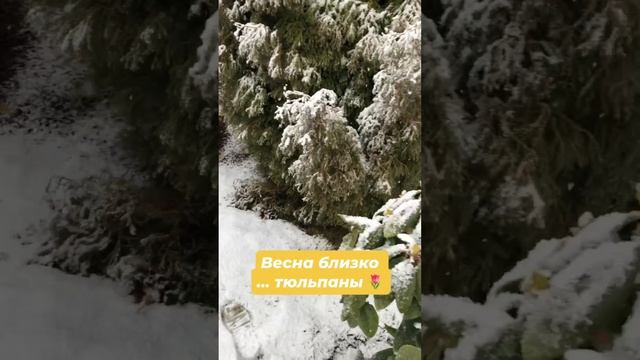 Тюльпаны просыпаются ? 25 февраля смотреть онлайн