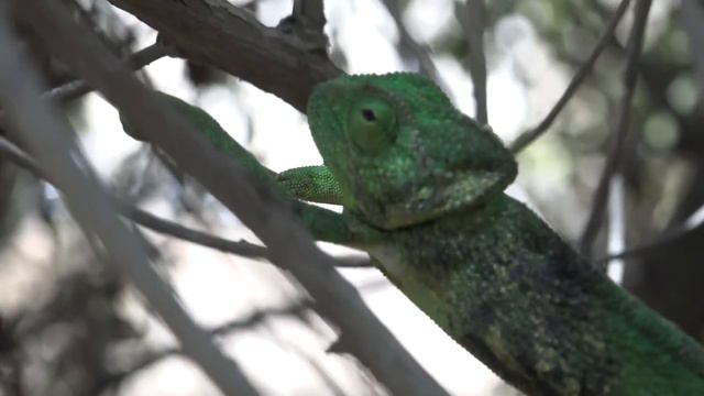 Avraham Ben Shimon - Short Film "The Rise" смотреть онлайн