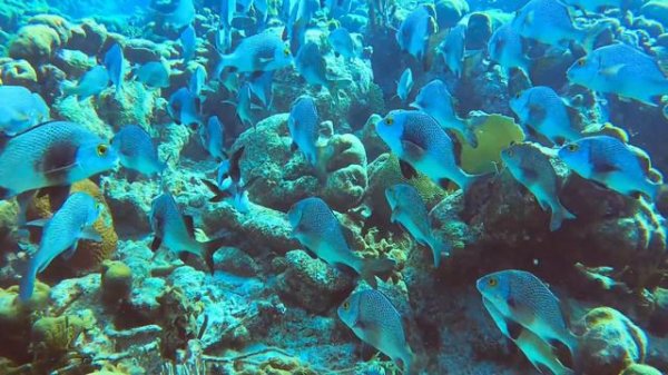Bonaire 2023 scuba diving on beautiful reefs; colorful fish, turtles, rays, eels..., 74 min, 4K