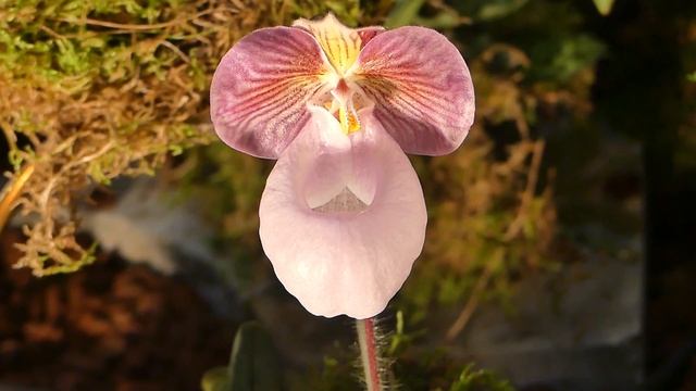Paphiopedilum micranthum , Tang & FTWang 1951 ( Kew ) смотреть онлайн