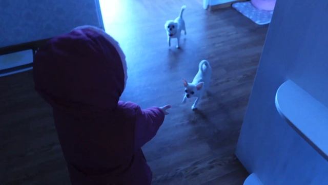 Чихуахуа в квартире. Две собаки чихуахуа и ребёнок. смотреть онлайн