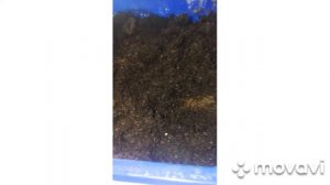 Выращивание акации из семян(метод Геннадия Петрухина) часть 1