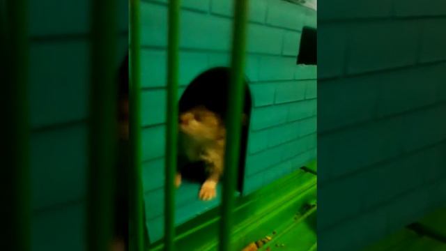 хомяк боится камеры смотреть онлайн