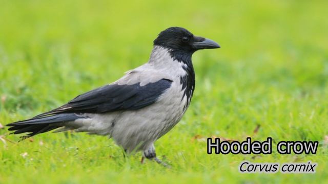 Animals of Europe. Voices and sounds 4K Ultra HD смотреть онлайн