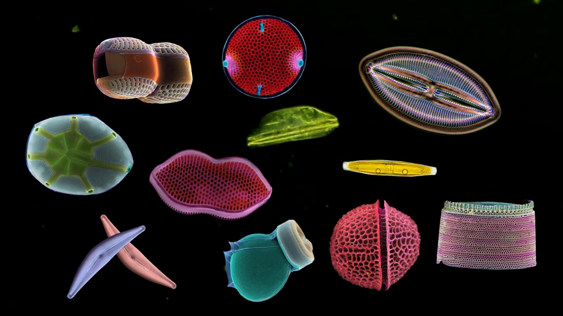 Наглядная микробиология #6 Диатомовые водоросли (Diatom) смотреть онлайн