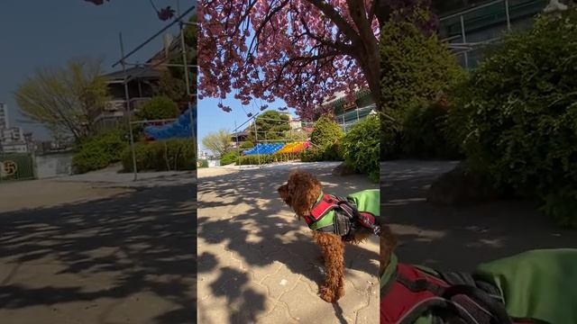 ENJOYING KANZAN PINK SAKURA BLOSSOMS on my brown poodle's 2nd birthday #leekimpap #sakuraddicteri смотреть онлайн