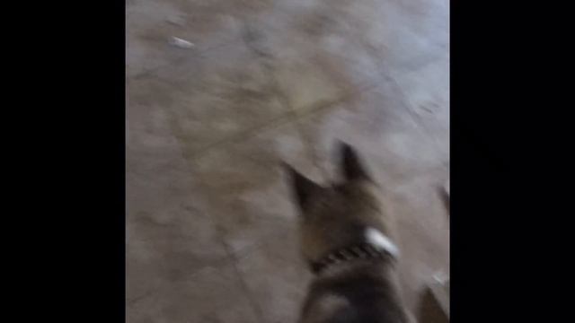 Mika the Akita: 8 weeks to 8 months смотреть онлайн