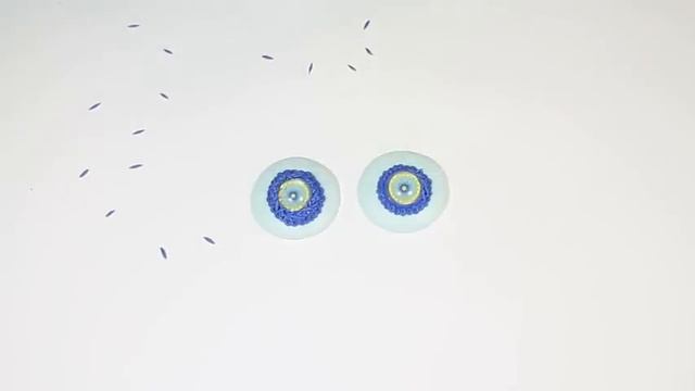 Мастер-класс: круглые серьги из полимерной глины FIMO/polymer clay tutorial смотреть онлайн