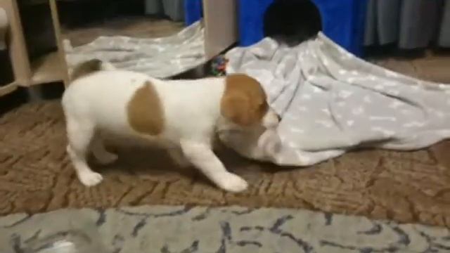 Джек рассел терьер - Даззл! смотреть онлайн