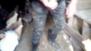 Чем кормить кур чтобы они несли яйца.