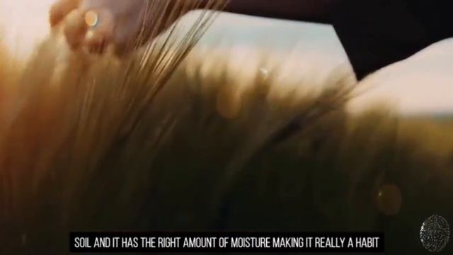 Louise Hay "This is How Miracles Happen" | How your Thoughts Control your Reality | Elevated Mindse смотреть онлайн