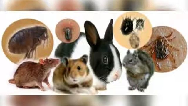 Что такое туляремия