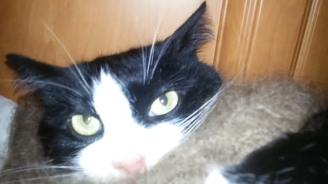 ДРАЧЛИВЫЙ КОТ СТЁПКА смотреть онлайн