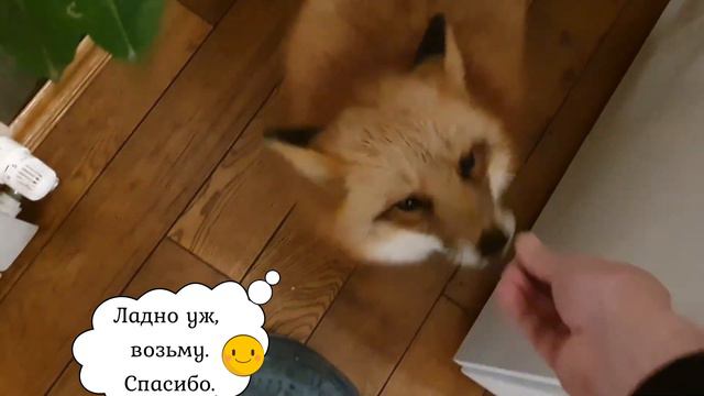 ЛИ СЯО. Алиса - Лиса. Что спрятано у лисы в горшке? Лиса и сыр. Забавные моменты. смотреть онлайн