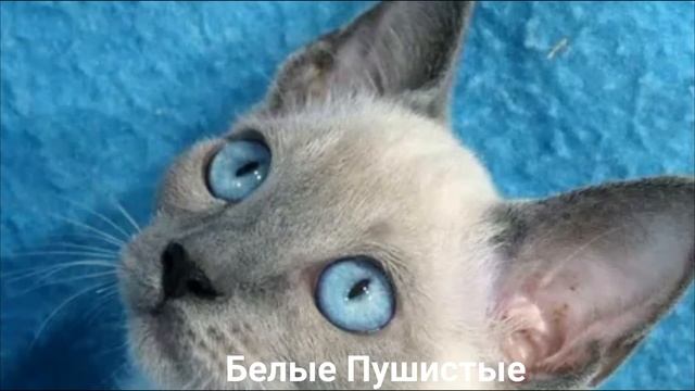 СИАМСКАЯ КОШКА?/Кошки/Животные/Интересные факты смотреть онлайн