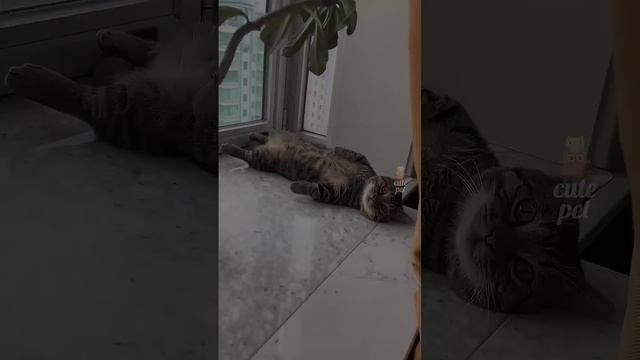 Смешное видео