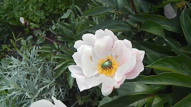 Летние зарисовки Пионы Ветреницы Аквилегии смотреть онлайн