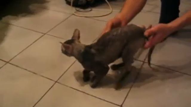 Кот с тромбоэмболией Вялый паралич тазовых конечностей смотреть онлайн