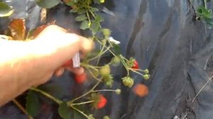 Клубника Кабрилло - лучший ремонтантный сорт для средней полосы