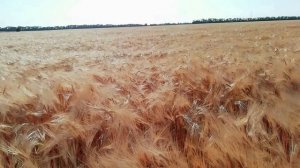 УБОРКА ЯЧМЕНЯ. Весь год от А, до Я в одном видео. Как вырастить урожай.