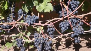 Виноград сорт Руслан