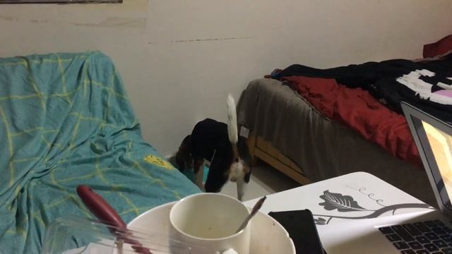 Джекки Бигль разрушитель как сходят с ума бигли смотреть онлайн