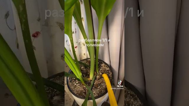 Недорогая, но очень эффектная подкормка для цветов #рекомендации #цветы#комнатныерастения #орхидеи смотреть онлайн