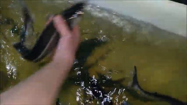 КАК ОПРЕДЕЛИТЬ САМКУ ОСЕТРА БЕЗ УЗИ смотреть онлайн