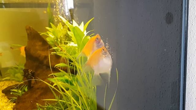 Скалярии  Red Devil мечут икру на фильтр