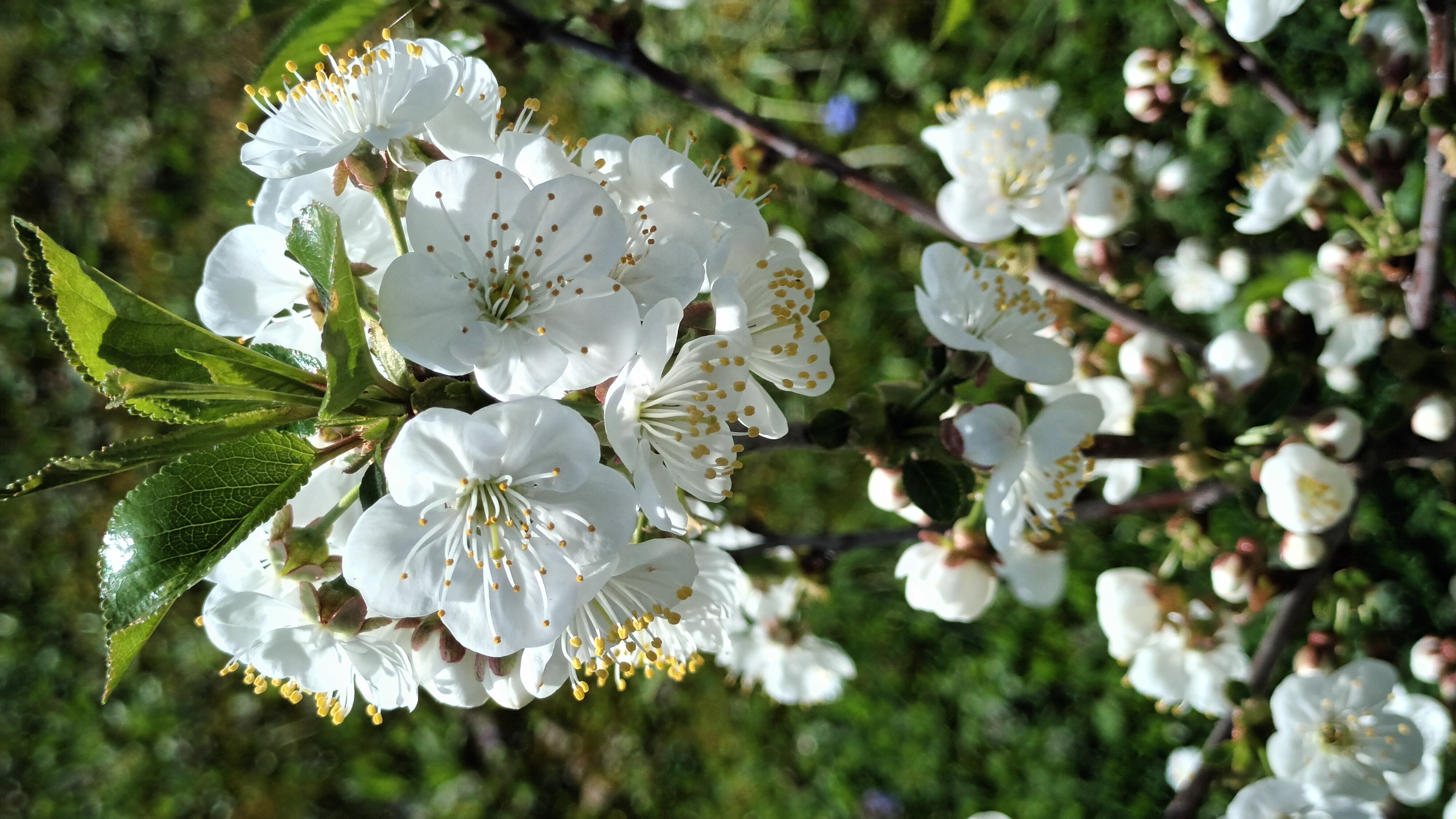 Цветение карликовой вишни смотреть онлайн