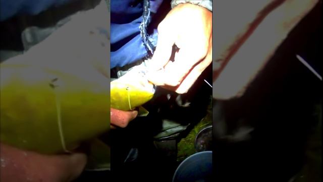 Чёрный червь на которого хорошо клюет сом на Дальнем Востоке.