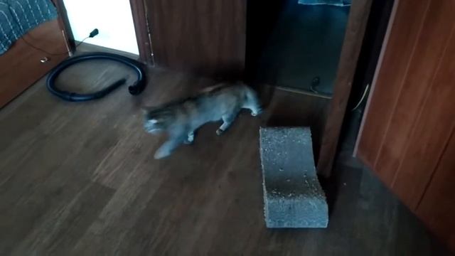 Как кошка играет с мышью смотреть онлайн