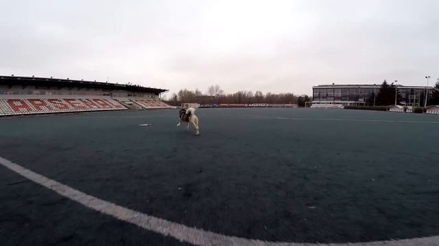 ХАСКИ ИГРЫ С МЯЧОМ/ Husky, games with a ball смотреть онлайн