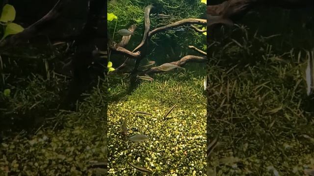 MSK 20220508 ТЦ РИО Дмитровка Океанариум р 4 смотреть онлайн