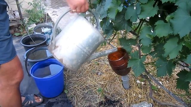 Подкормка + полив винограда после цветения смотреть онлайн