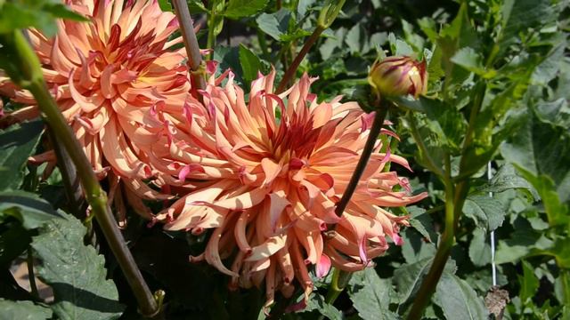 Георгин Erpeler Ley. Dahlia Erpeler Ley смотреть онлайн