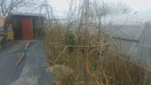 ШЕЛКОВИЦА, плакучая, или повислая, форма.